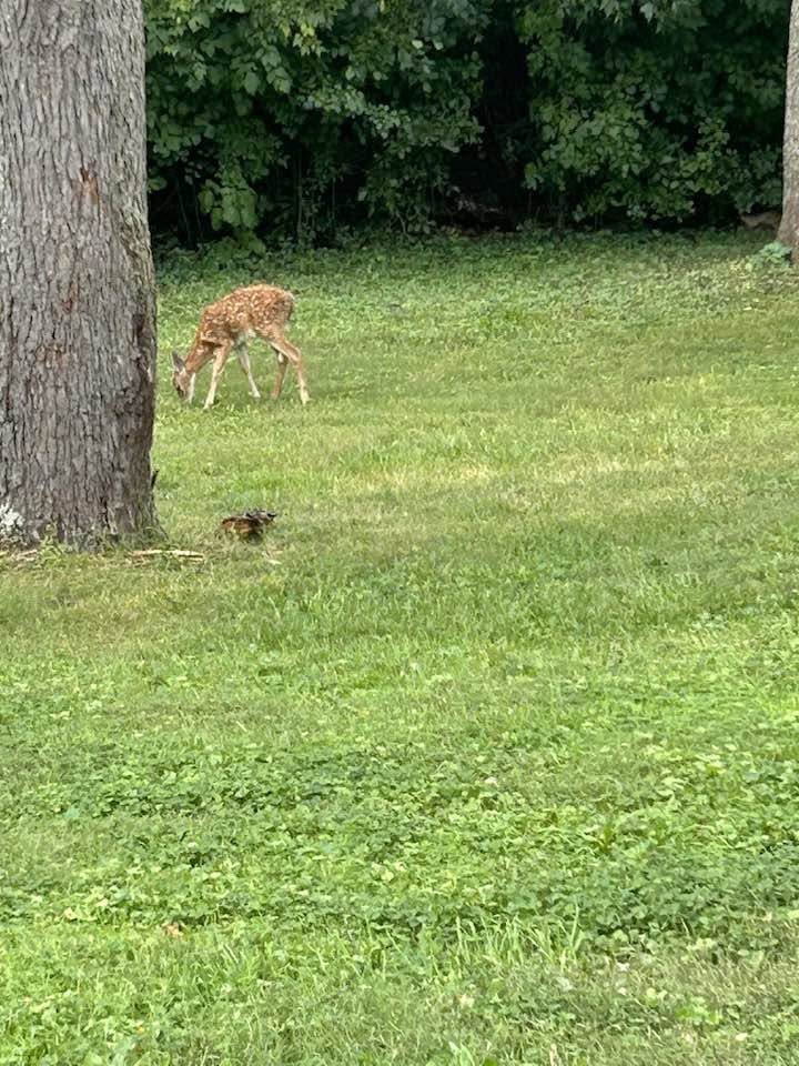 guest2