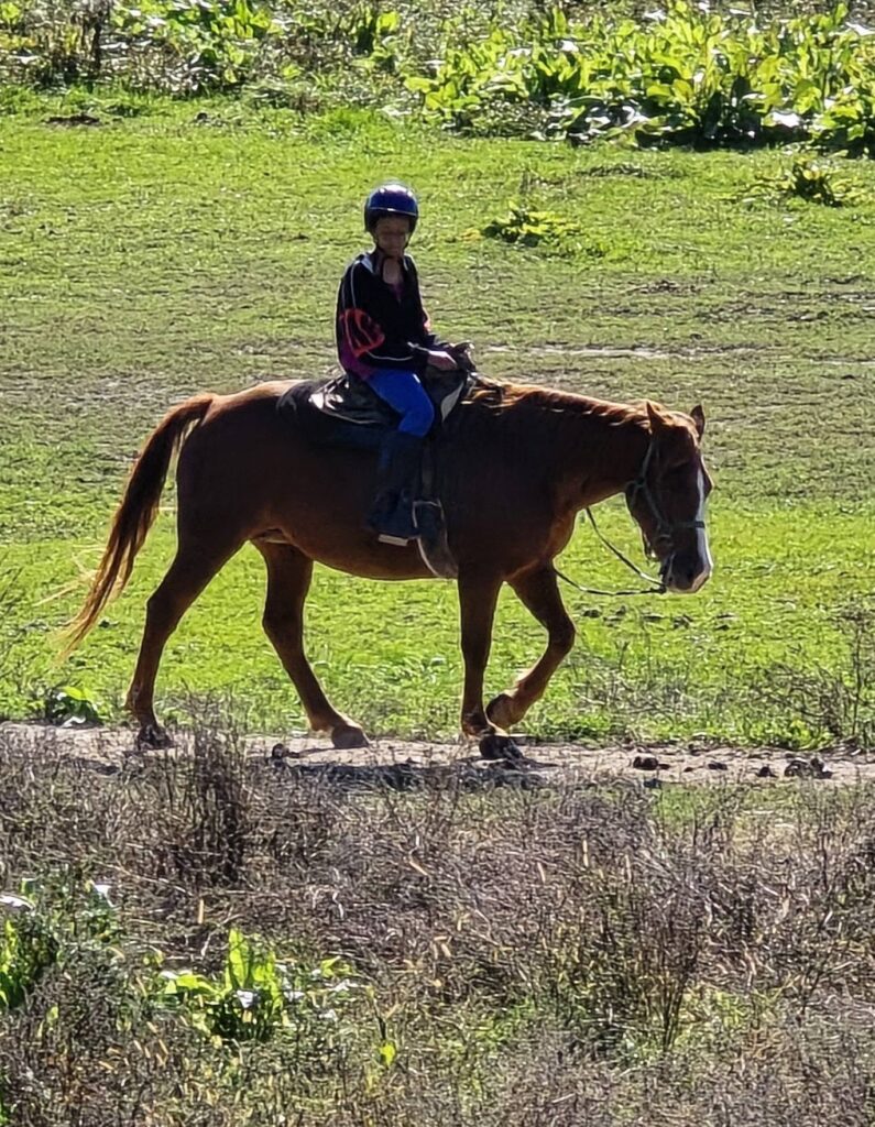 horse12
