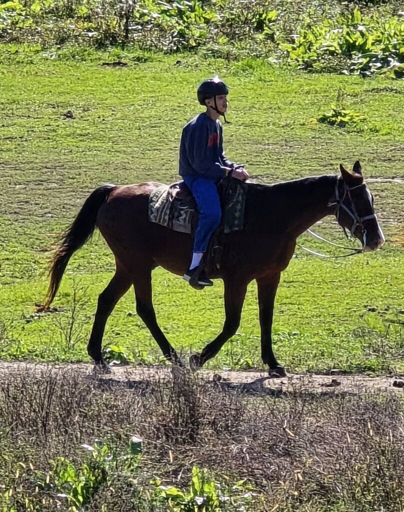 horse13