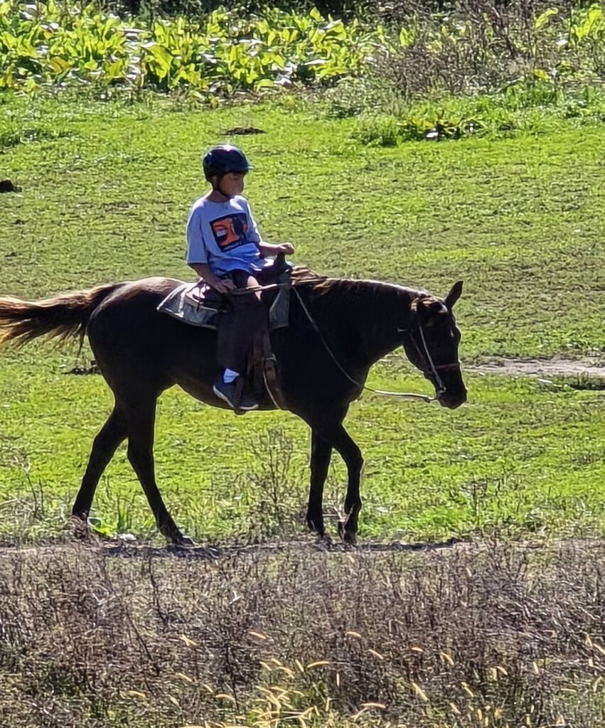 horse14