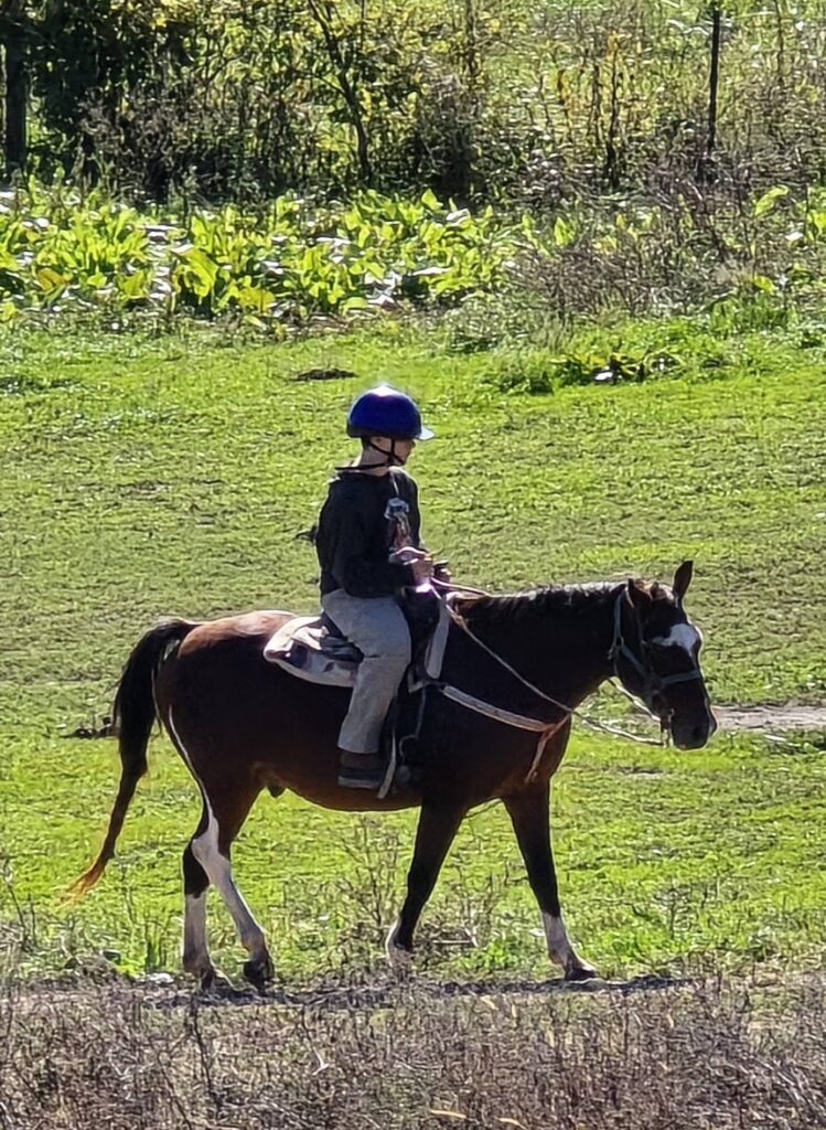 horse15