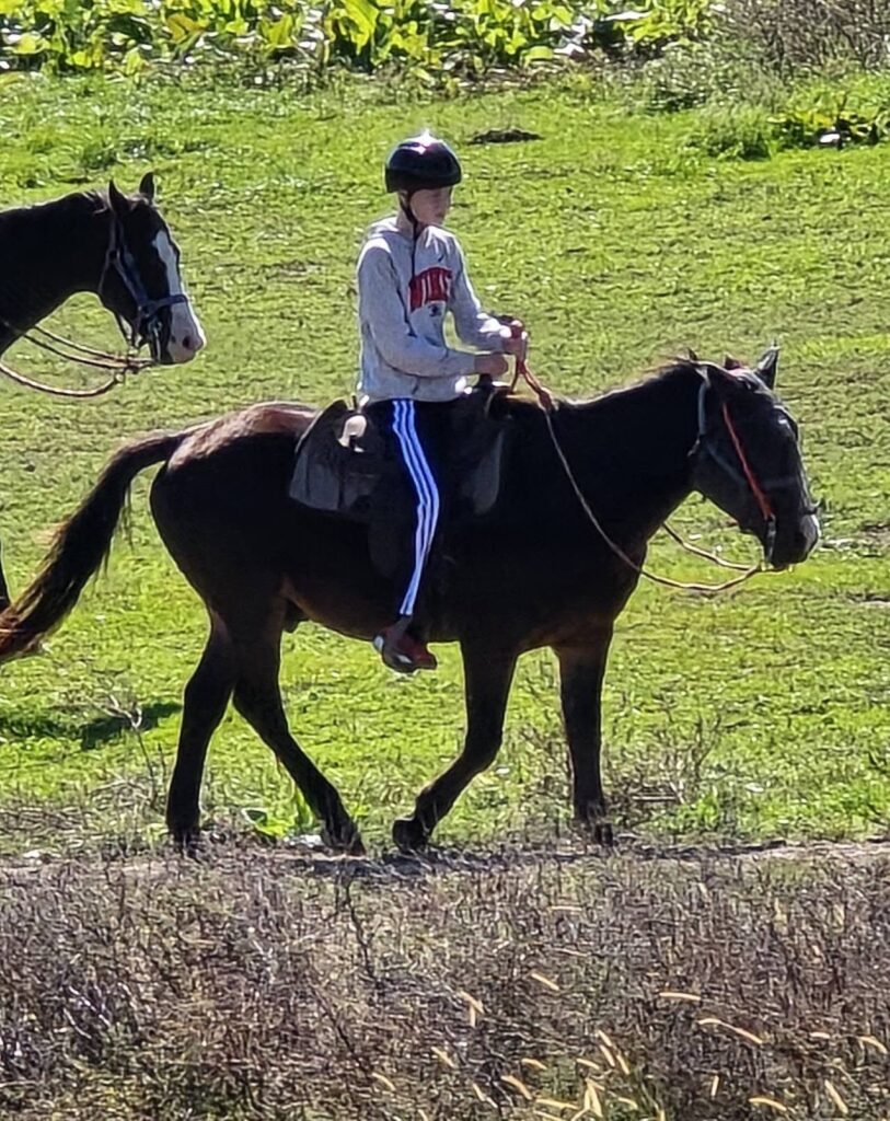 horse16