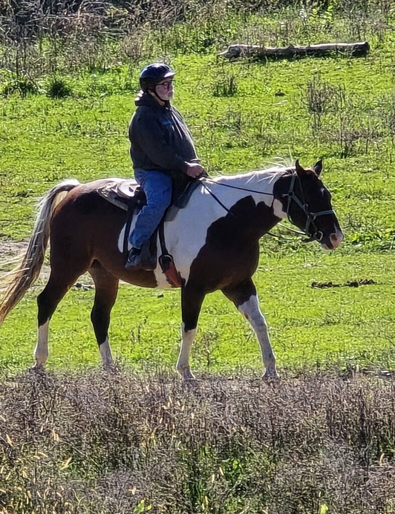 horse17