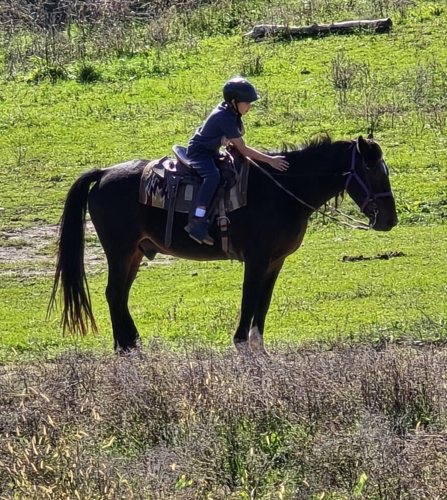 horse18