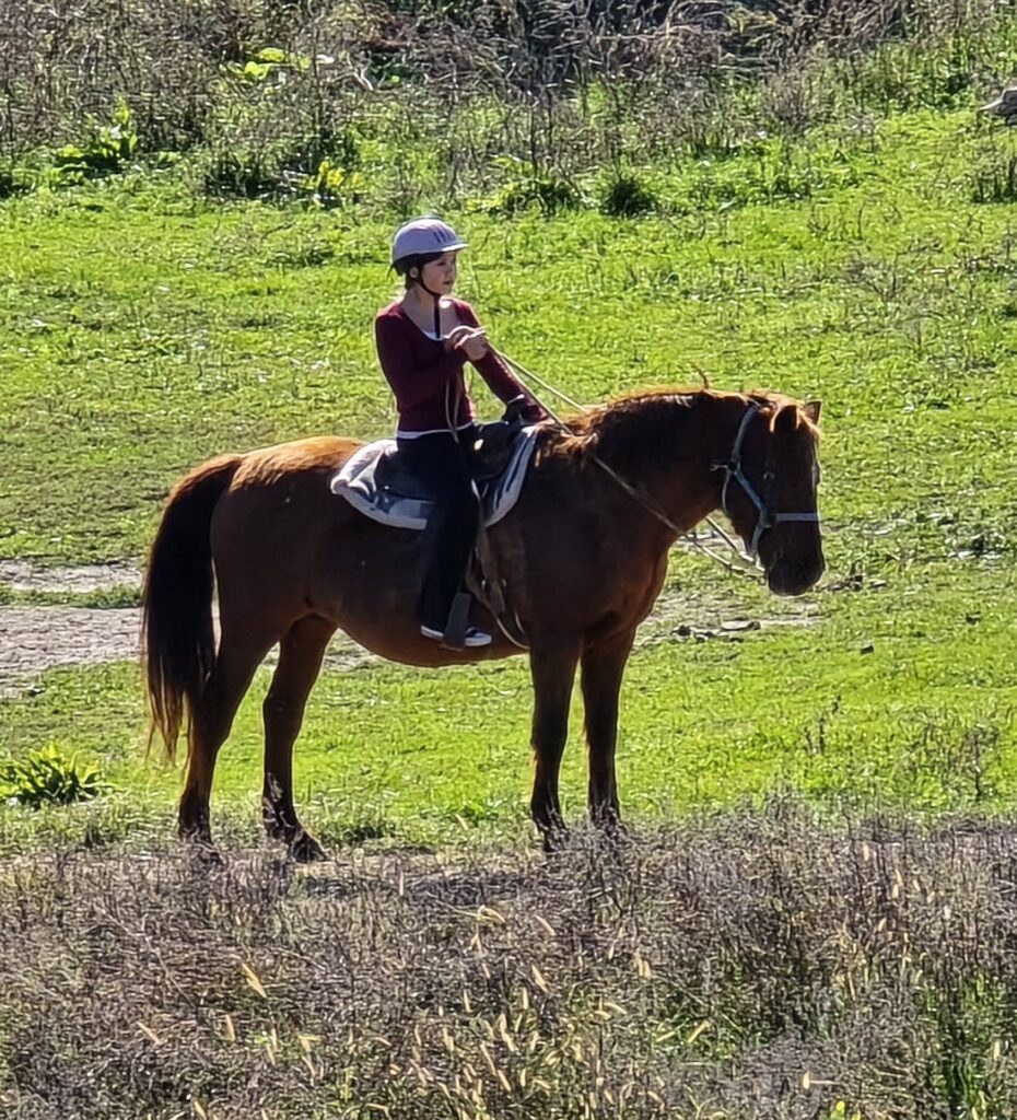 horse20